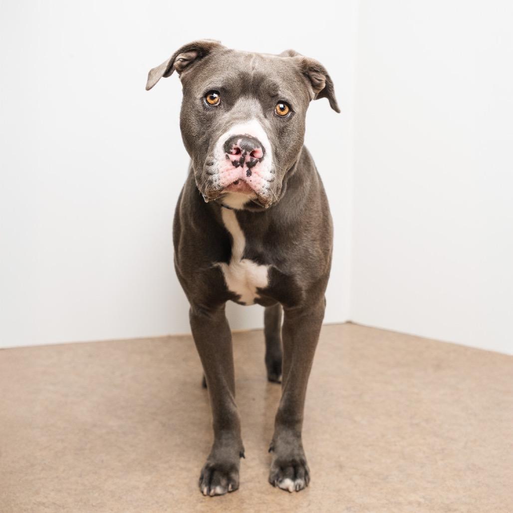 Enlarge Bud, a Adoptable Pit Bull Terrier in Palm Springs, CA image 3/4