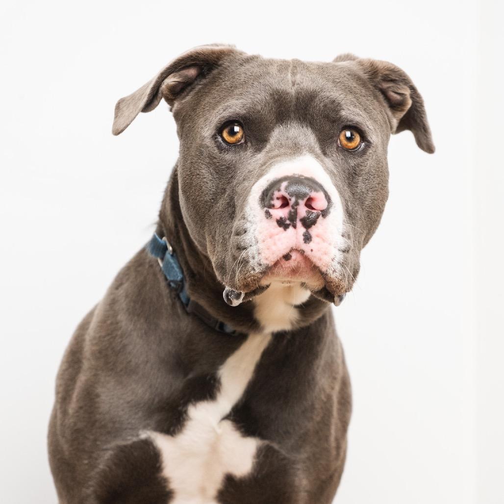 Enlarge Bud, a Adoptable Pit Bull Terrier in Palm Springs, CA image 4/4