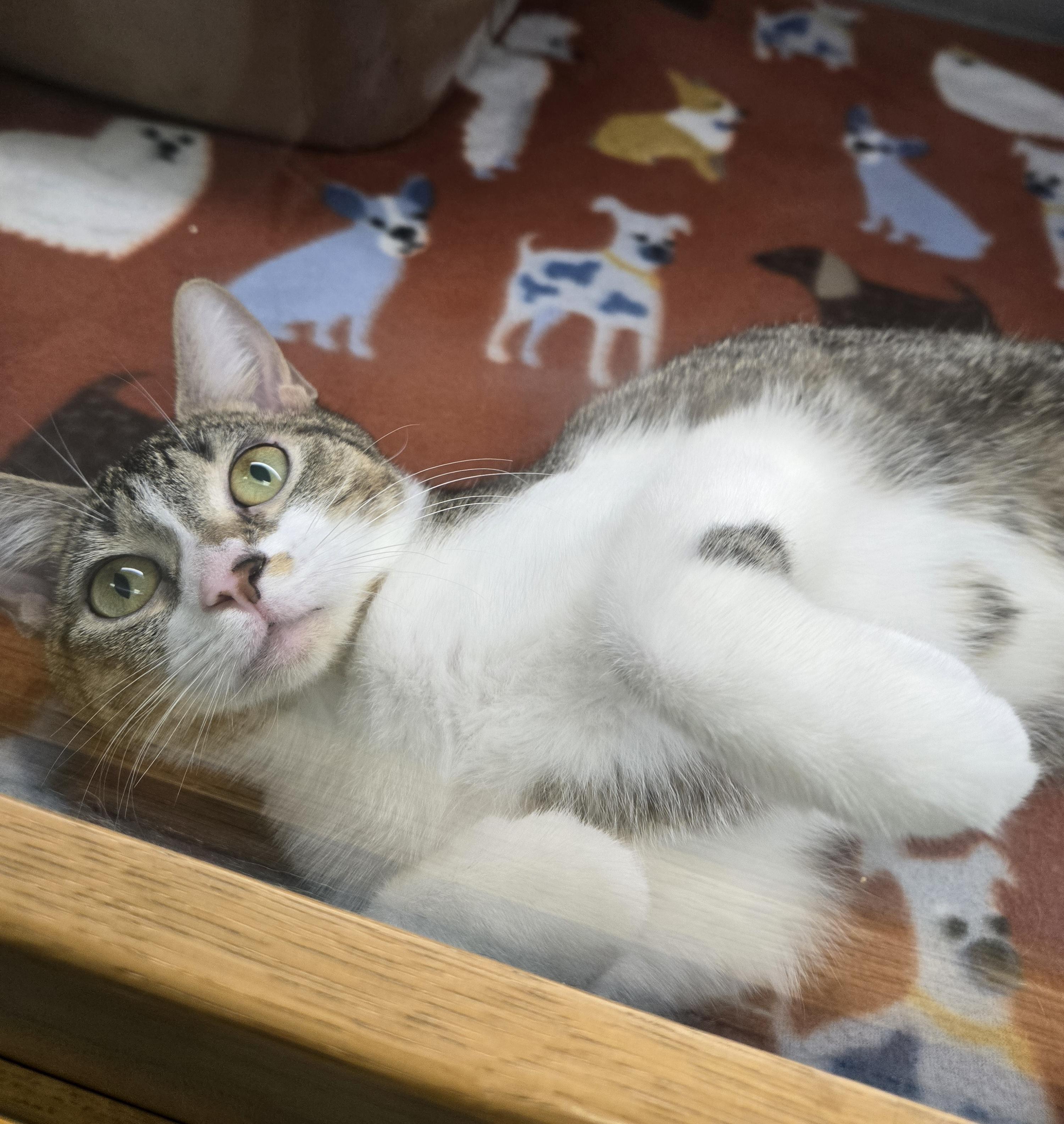 Gigi, a ADOPTABLE Domestic Short Hair in Suffolk, VA image 5/5