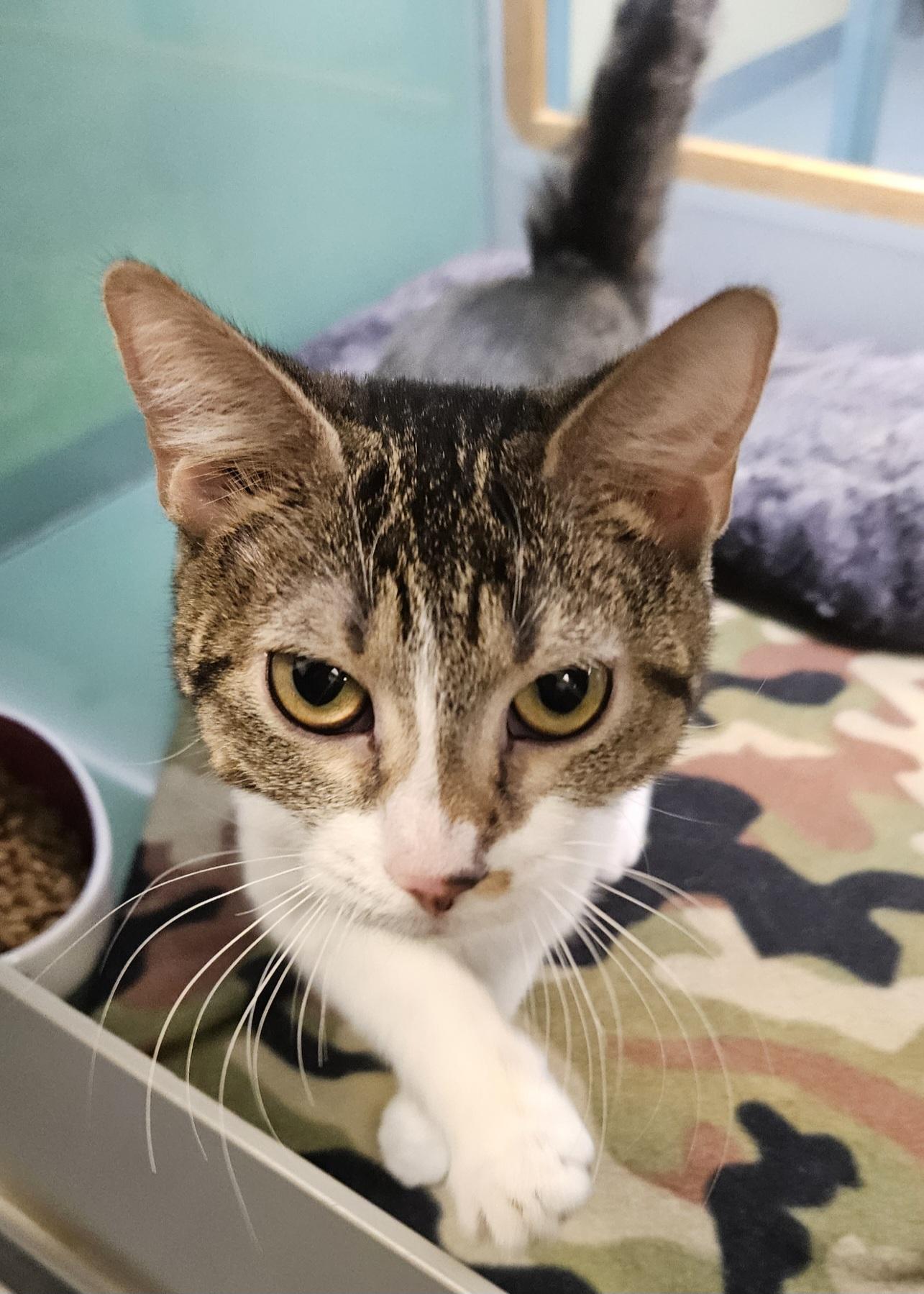 Gigi, ADOPTABLE, Young Female Domestic Short Hair.