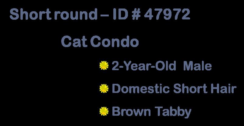 Gigi, a ADOPTABLE Domestic Short Hair in Suffolk, VA image 4/5