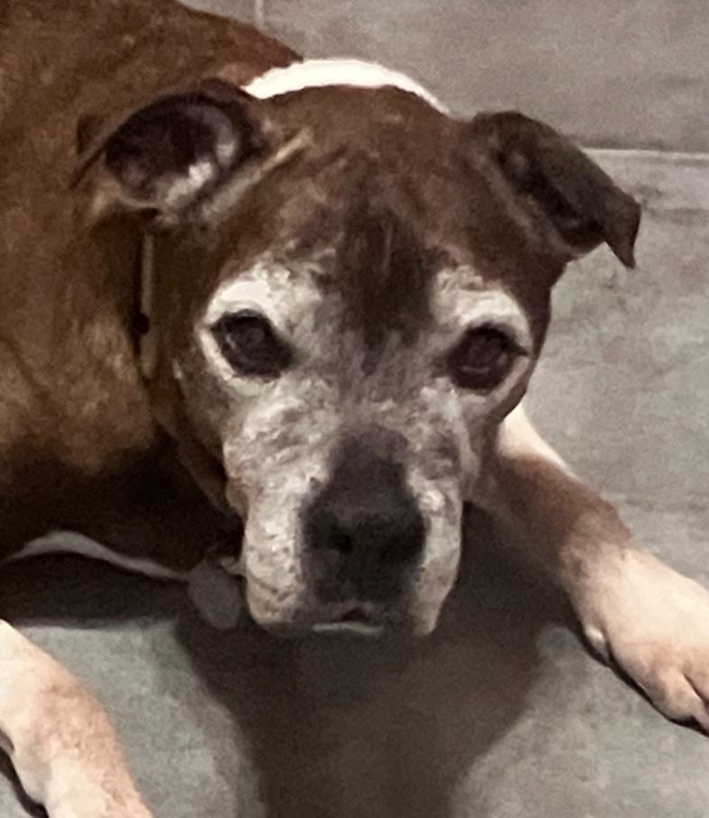 Rambo (S), Adopted, Senior Male Pit Bull Terrier.
