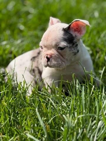 Pippa, Adopted, Puppy Female French Bulldog & Boston Terrier.