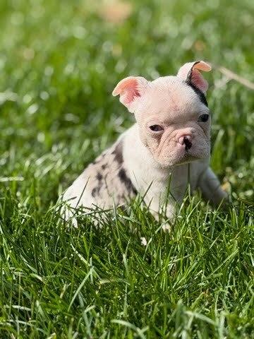 Enlarge Pippa, a Adopted mixed breed in Oakland, MI image 2/4