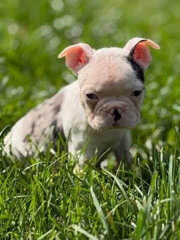Enlarge Pippa, a Adopted mixed breed in Oakland, MI image 4/4
