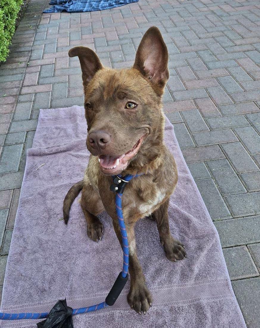 Enlarge LIL BEAR, a Adoptable mixed breed in Las Vegas, NV image 2/5