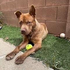 Enlarge LIL BEAR, a Adoptable mixed breed in Las Vegas, NV image 5/5