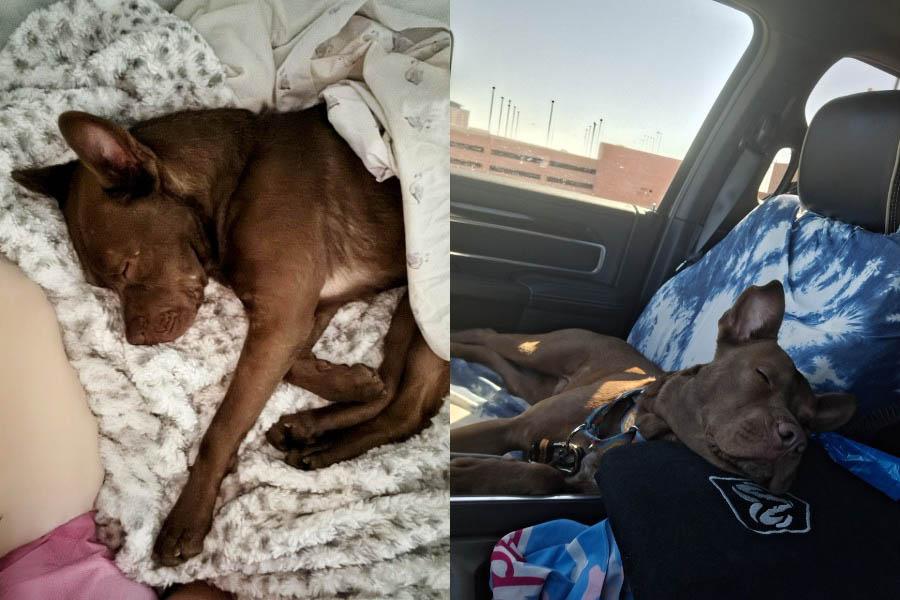 Enlarge LIL BEAR, a Adoptable mixed breed in Las Vegas, NV image 5/6