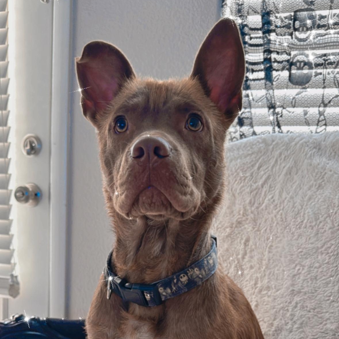 Enlarge LIL BEAR, a Adoptable mixed breed in Las Vegas, NV image 1/5