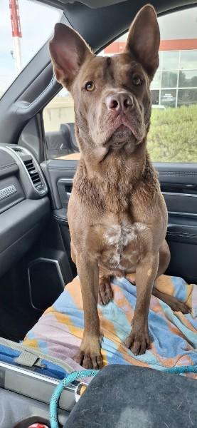 Enlarge LIL BEAR, a Adoptable mixed breed in Las Vegas, NV image 4/6