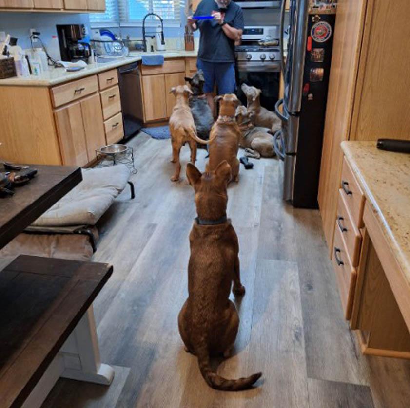 Enlarge LIL BEAR, a Adoptable mixed breed in Las Vegas, NV image 6/6