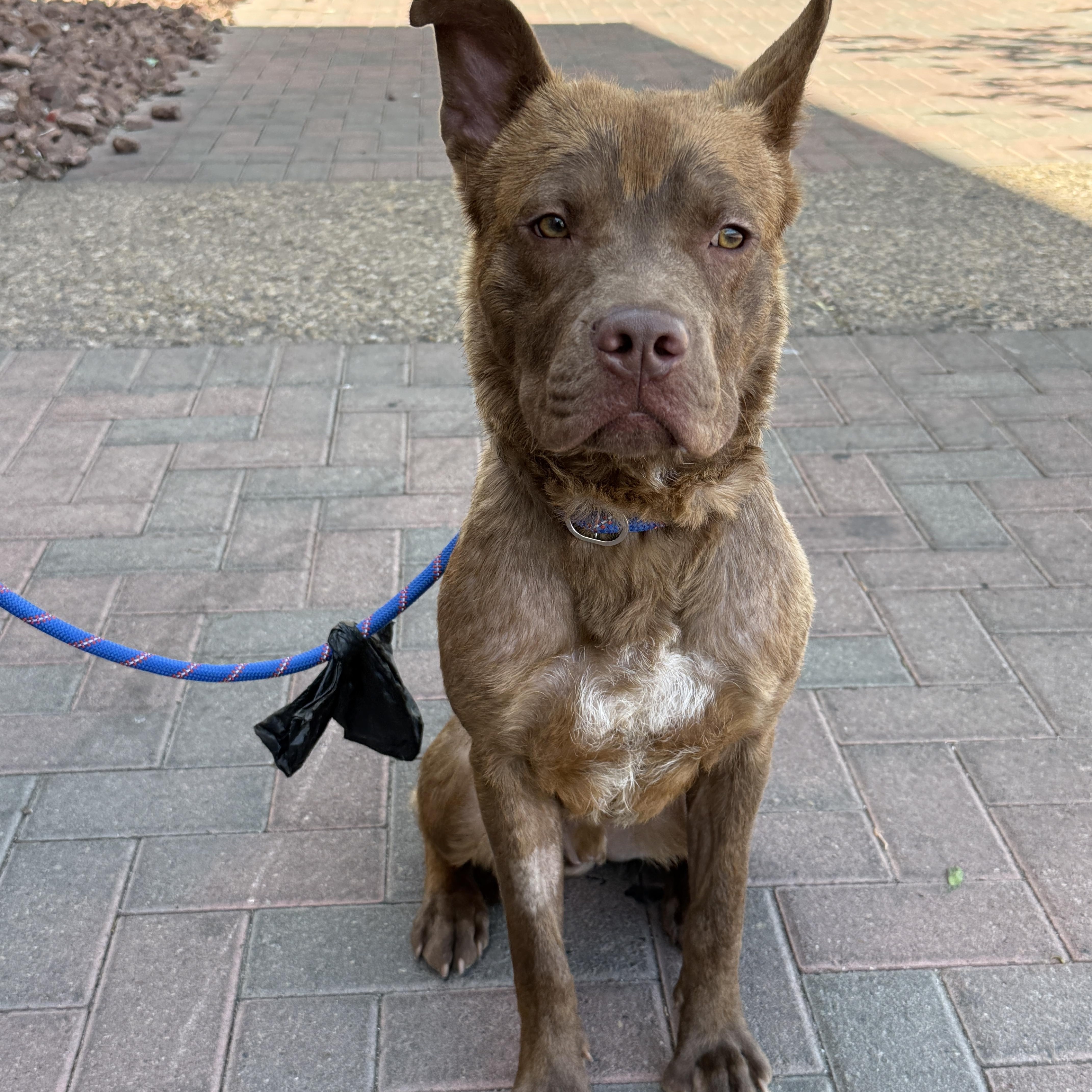 Enlarge LIL BEAR, a Adoptable mixed breed in Las Vegas, NV image 3/5