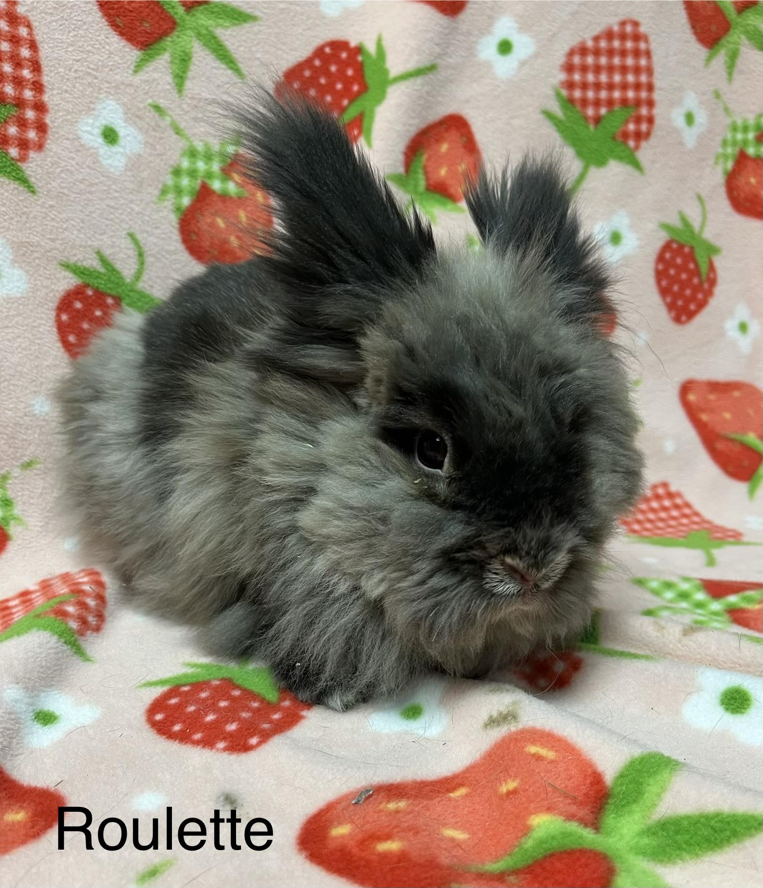 Roulette, adoptable, Adult Female Bunny Rabbit.