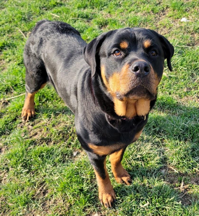 Enlarge Dutchess, a Adoptable Rottweiler in Lisbon, OH image 2/2