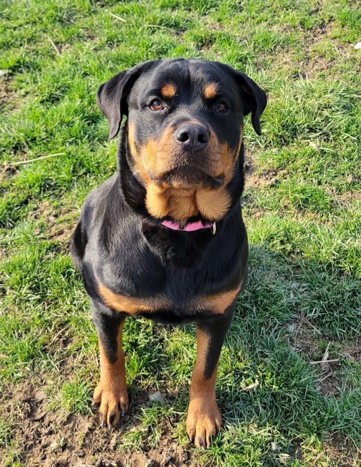 Dutchess, Adoptable, Young Female Rottweiler.