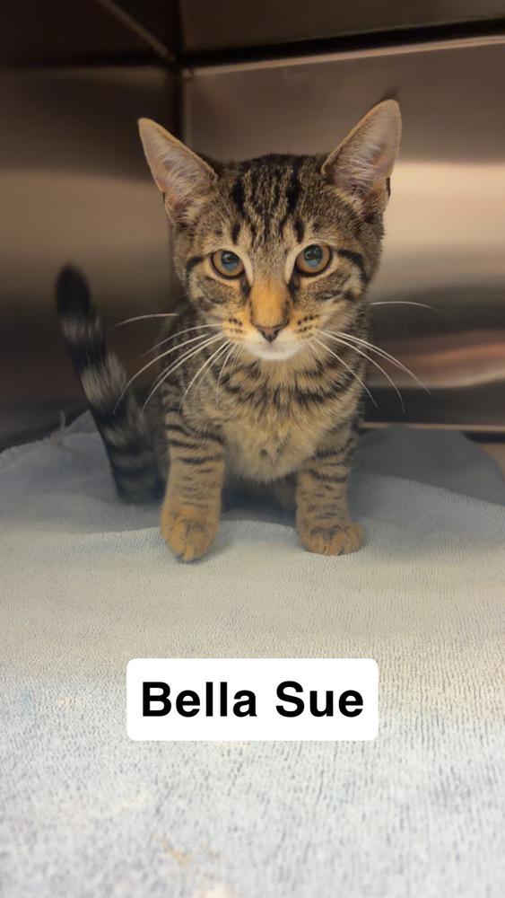 Bella Sue, Adoptable, Kitten Female Domestic Short Hair.