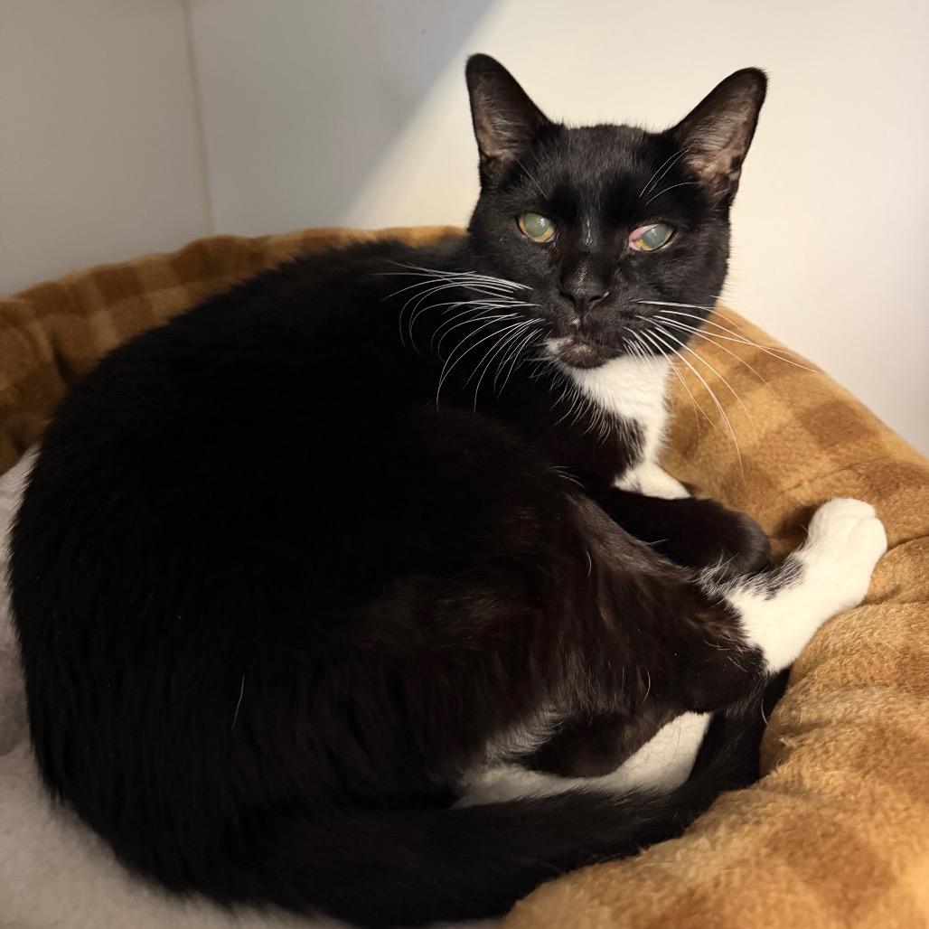Enlarge Boots, a ADOPTABLE Domestic Short Hair in Clinton, IL image 1/1