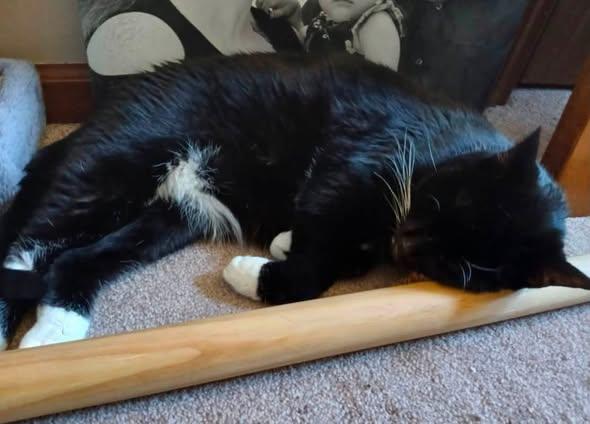 Boots, a ADOPTABLE Domestic Short Hair in Clinton, IL image 3/5
