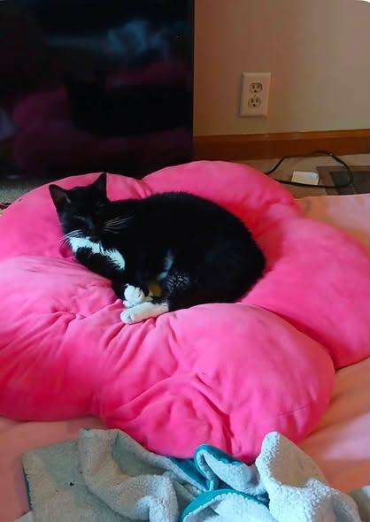 Boots, ADOPTABLE, Senior Male Domestic Short Hair.