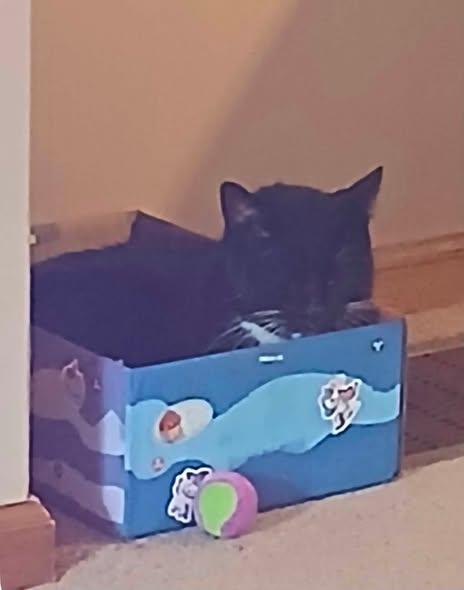 Boots, a ADOPTABLE Domestic Short Hair in Clinton, IL image 4/5