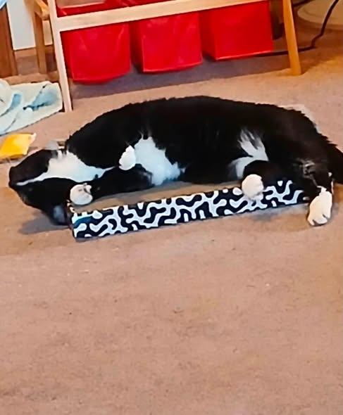 Boots, a ADOPTABLE Domestic Short Hair in Clinton, IL image 2/5