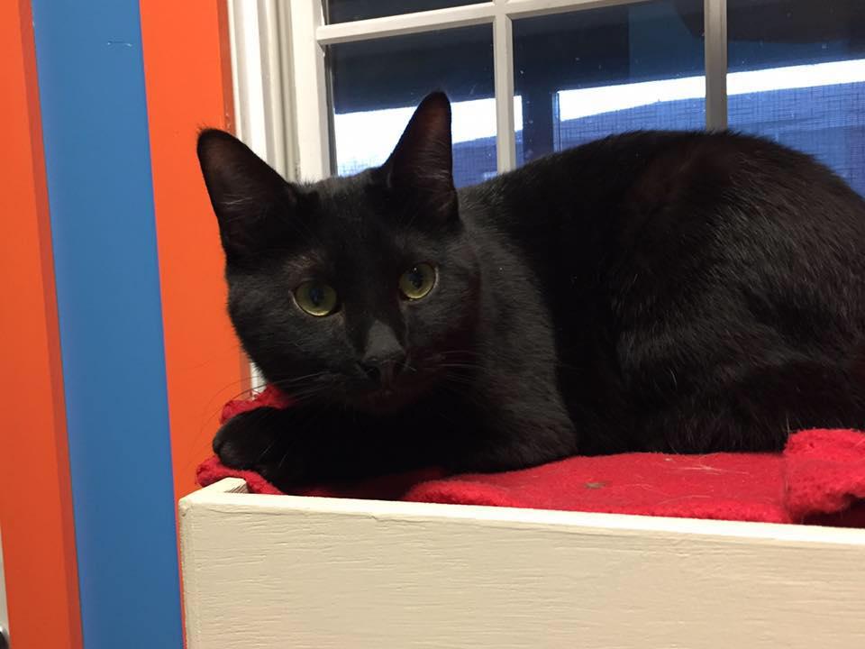 Enlarge Rooney, a Adoptable Domestic Short Hair in Topeka, KS image 1/1