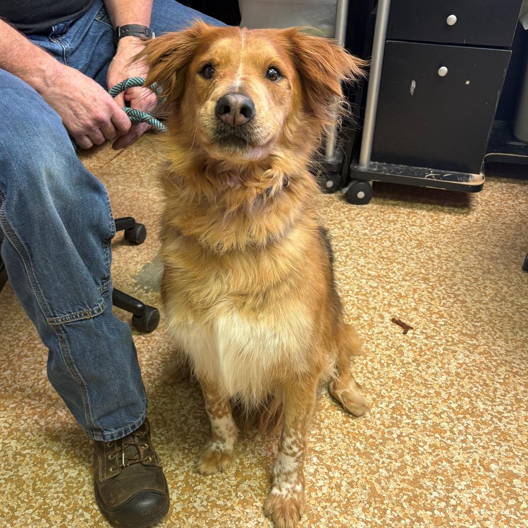 Harper, Adoptable, Adult Female Australian Cattle Dog / Blue Heeler & Australian Shepherd.