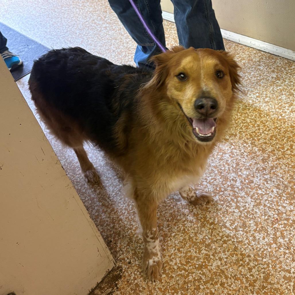 Harper, a Adoptable mixed breed in Chehalis, WA image 2/2