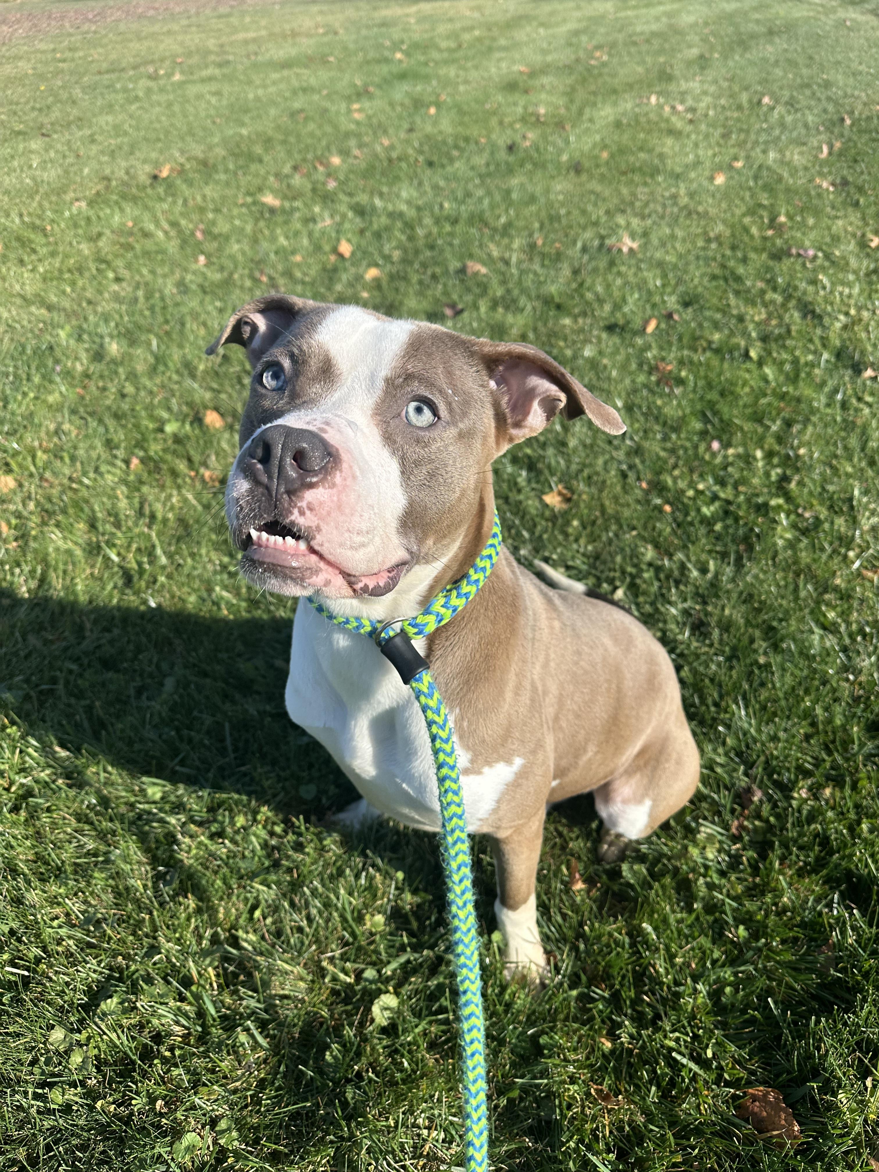 Boyfriend, Adoptable, Young Male Bulldog.