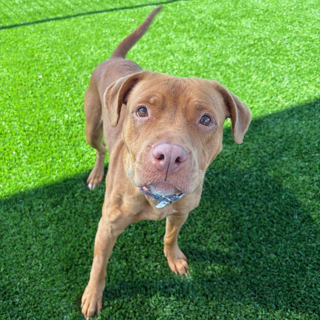 Dani, Adoptable, Adult Female Pit Bull Terrier & Mixed Breed.
