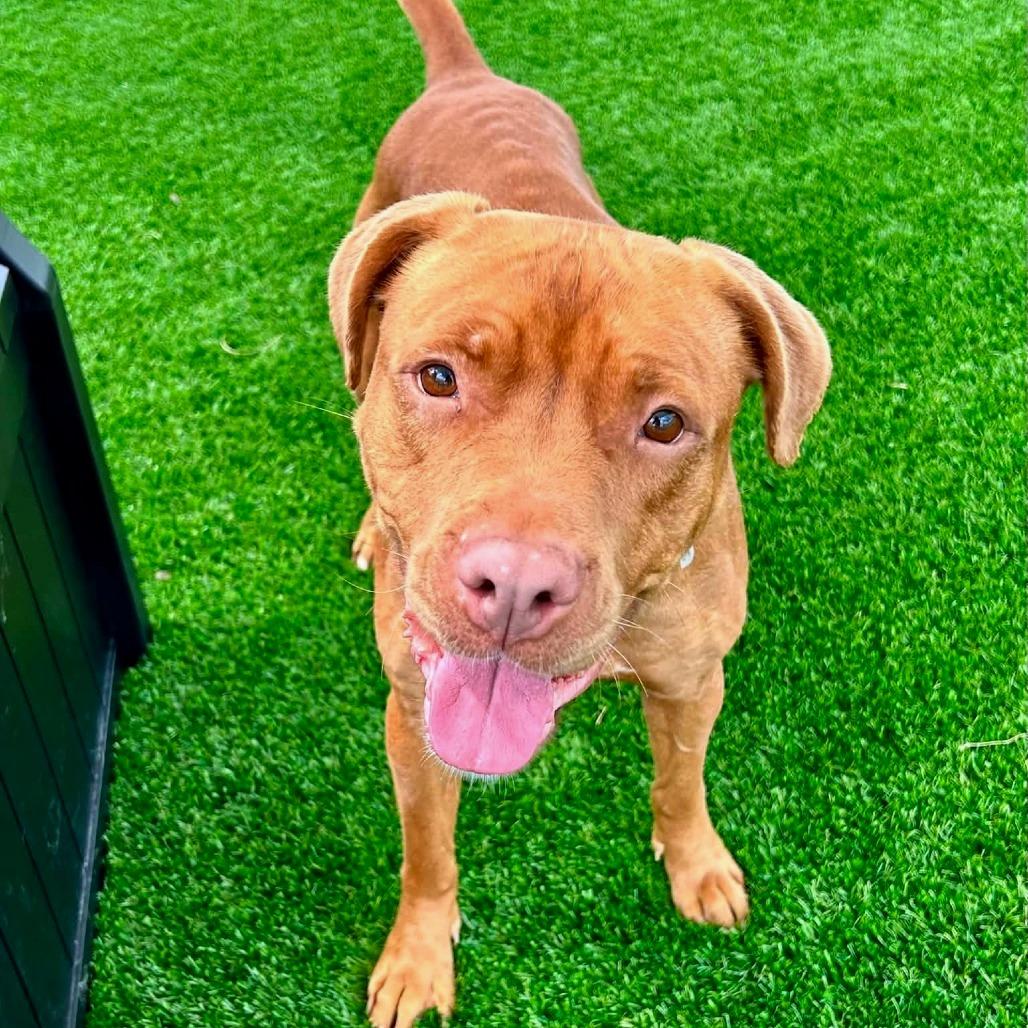 Enlarge Dani, a Adoptable mixed breed in Binghamton, NY image 2/6