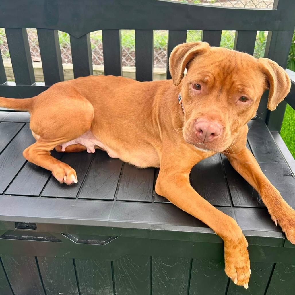 Enlarge Dani, a Adoptable mixed breed in Binghamton, NY image 3/6