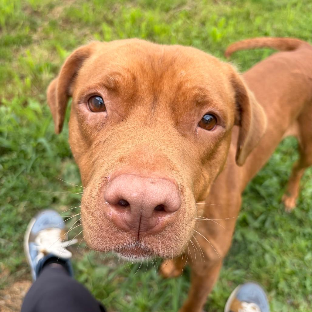 Enlarge Dani, a Adoptable mixed breed in Binghamton, NY image 4/6