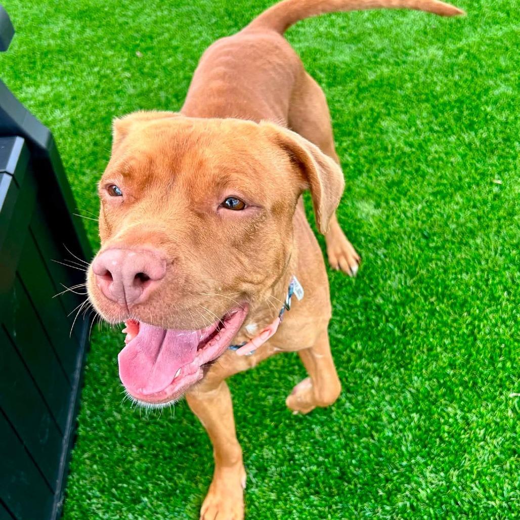 Enlarge Dani, a Adoptable mixed breed in Binghamton, NY image 5/6