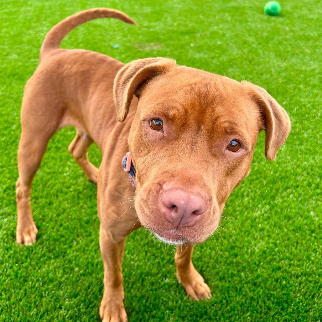Enlarge Dani, a Adoptable mixed breed in Binghamton, NY image 6/6