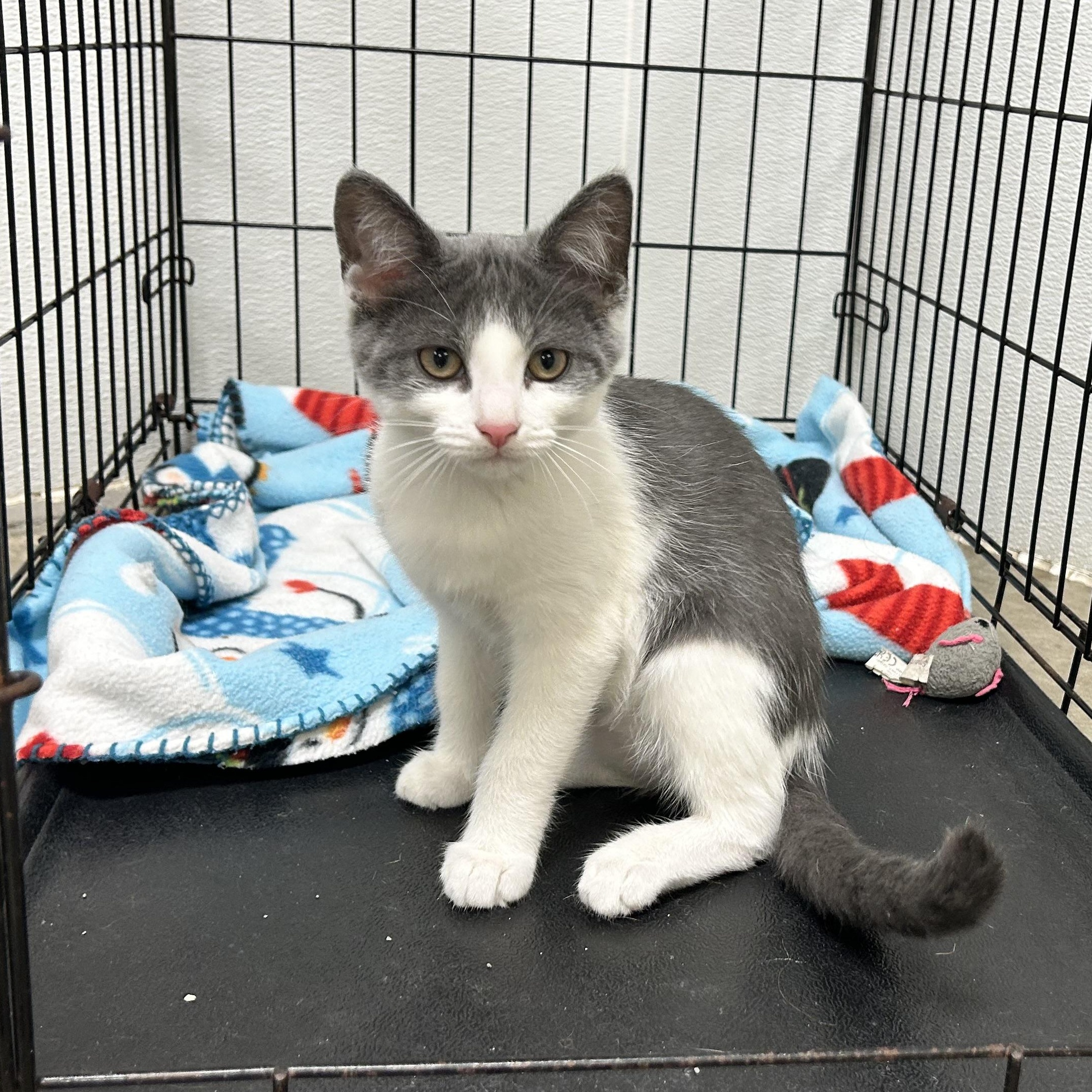 FRIDA, Adoptable, Kitten Female Domestic Short Hair & Domestic Medium Hair.