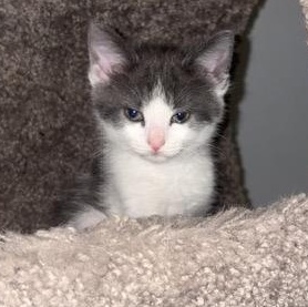 FRIDA, a Adoptable mixed breed in Wilmington, OH image 3/3