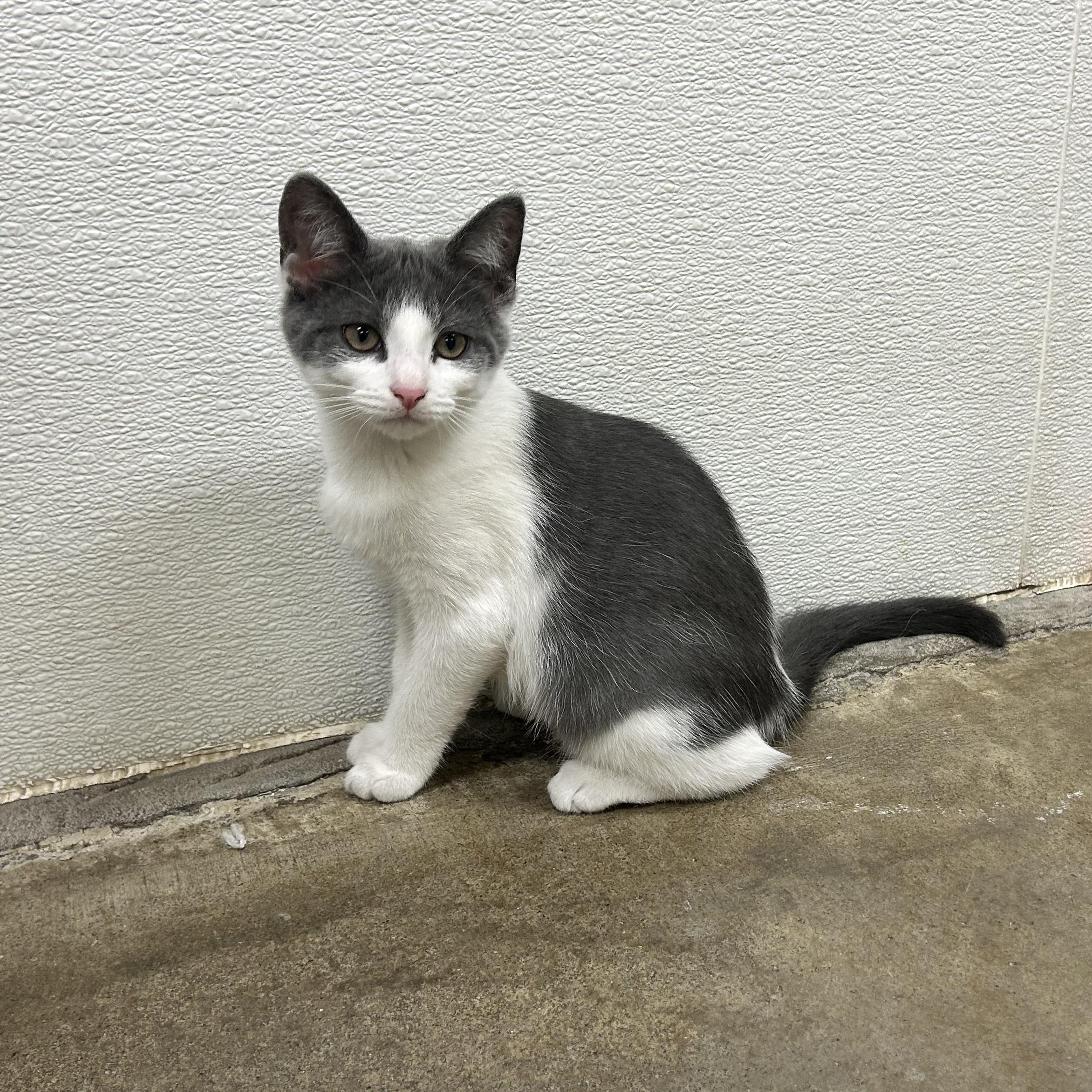 Enlarge FRIDA, a Adoptable mixed breed in Wilmington, OH image 2/5