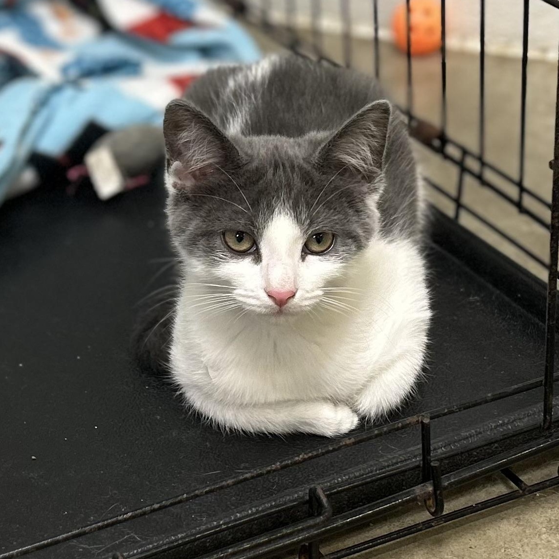 Enlarge FRIDA, a Adoptable mixed breed in Wilmington, OH image 4/5