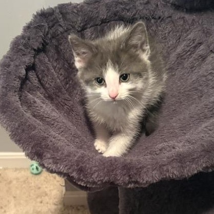 FRIDA, Adoptable, Kitten Female Domestic Short Hair & Domestic Medium Hair.