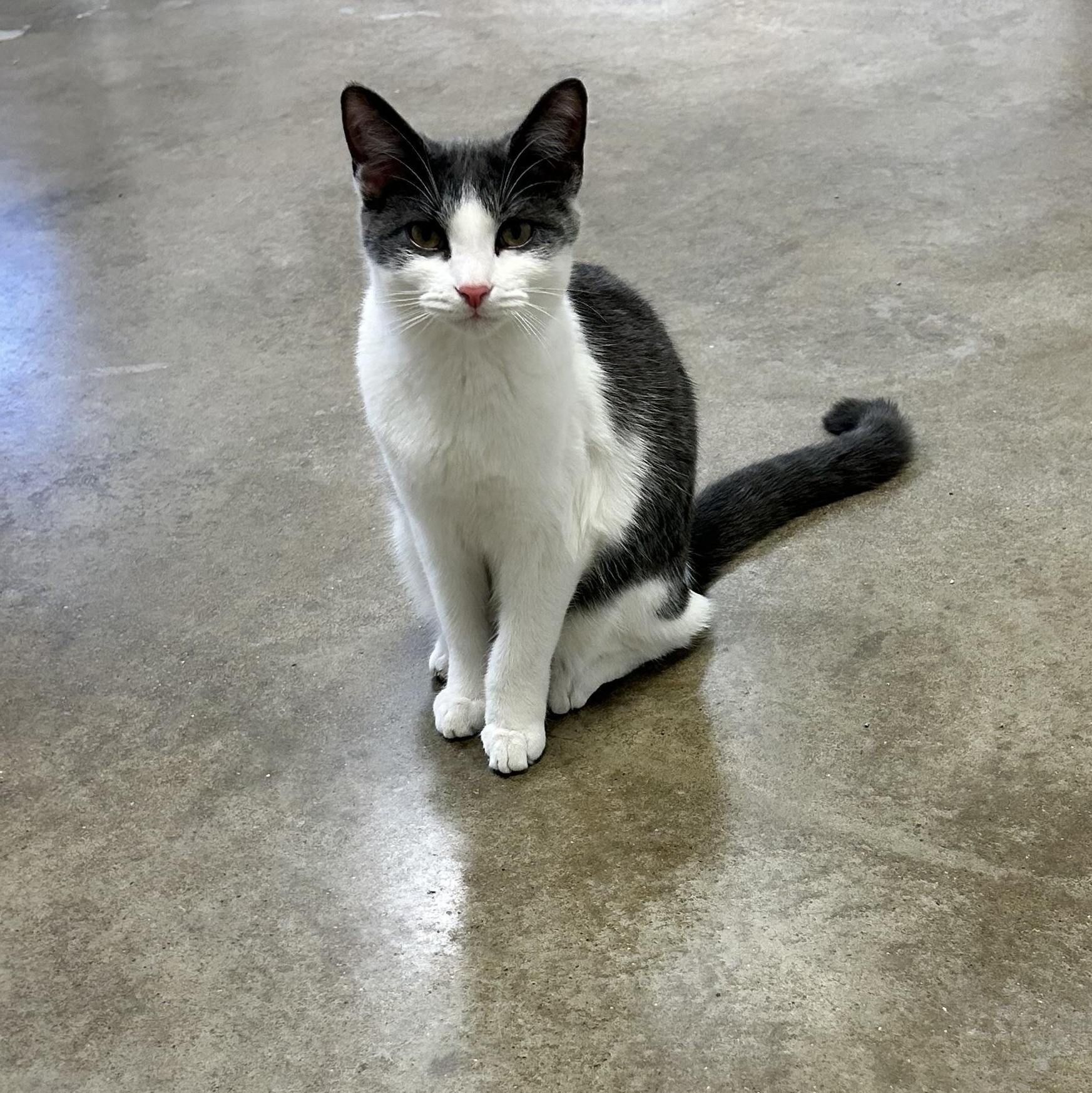 FRIDA, Adoptable, Kitten Female Domestic Short Hair & Domestic Medium Hair.