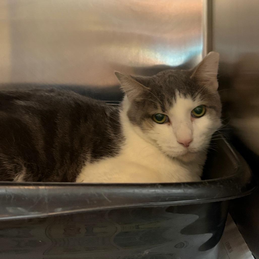 Enlarge Goose, a Adoptable Domestic Medium Hair in Charlottesville, VA image 1/2