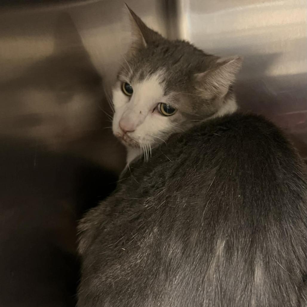 Enlarge Goose, a Adoptable Domestic Medium Hair in Charlottesville, VA image 2/2