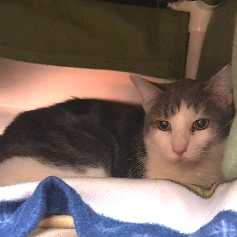 Enlarge Goose, a Adoptable Domestic Medium Hair in Charlottesville, VA image 3/3