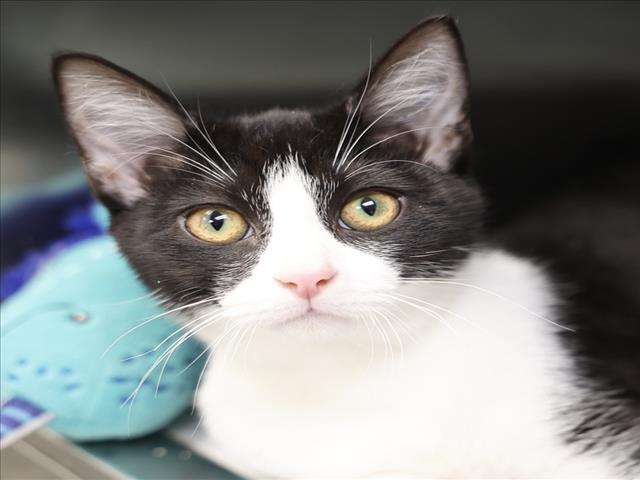 A515782, Adoptable, Kitten Female Domestic Short Hair.