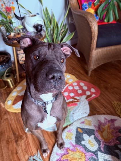 Twinky, Adoptable, Young Male Shar-Pei & Mixed Breed.