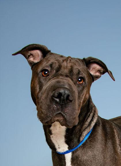 Enlarge Twinky, a Adoptable mixed breed in Knoxville, TN image 2/3