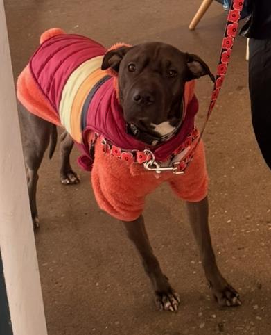 Enlarge Twinky, a Adoptable mixed breed in Knoxville, TN image 3/3