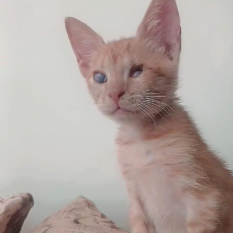 Blind Kitten 10 weeks old