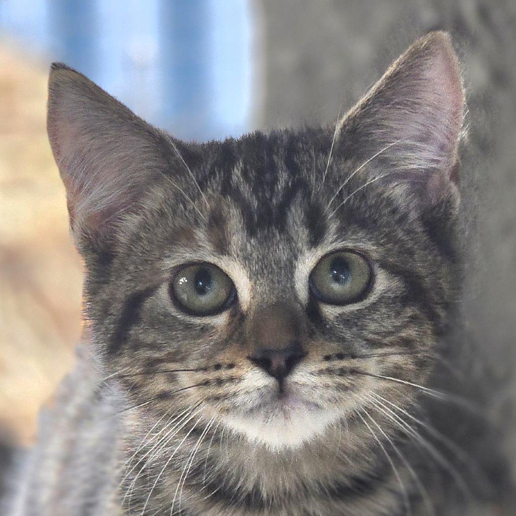 fig, Adoptable, Kitten Female Domestic Medium Hair.